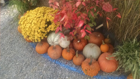 Seasonal - Pumpkin patch