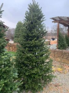 Seasonal - Fresh Christmas Trees